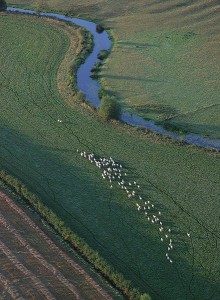 Eine Schafherde auf der Flucht