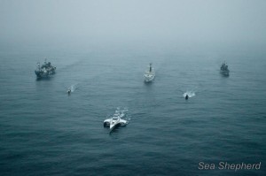 seashepherd5