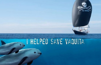 Vaquita