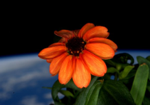 spaceflower